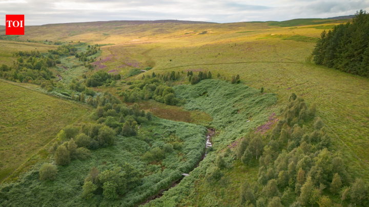 Britain’s ‘yellowstone’ plan: 7,500 acres bought for £8.5m
