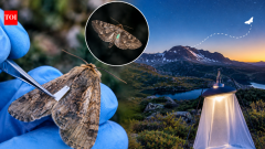 Scientists tagged 14,000 endangered Australian moths; not one was found