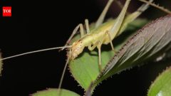 Scientists use lasers and AI to hear how Jurassic insects may have sounded