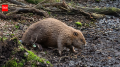England's beavers turned dense Dorset woodland into wetland in just one year