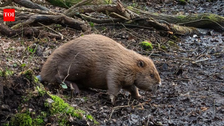 England's beavers turned dense Dorset woodland into wetland in just one year