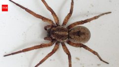 ScienceSpiders' stomach contents can reveal which insects and animals are living around them