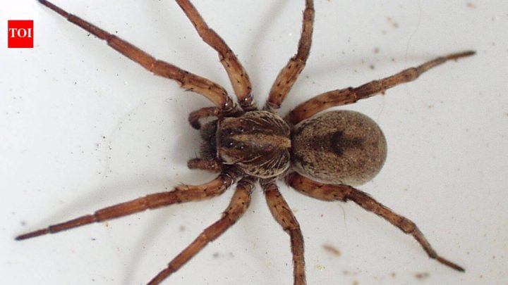 ScienceSpiders' stomach contents can reveal which insects and animals are living around them