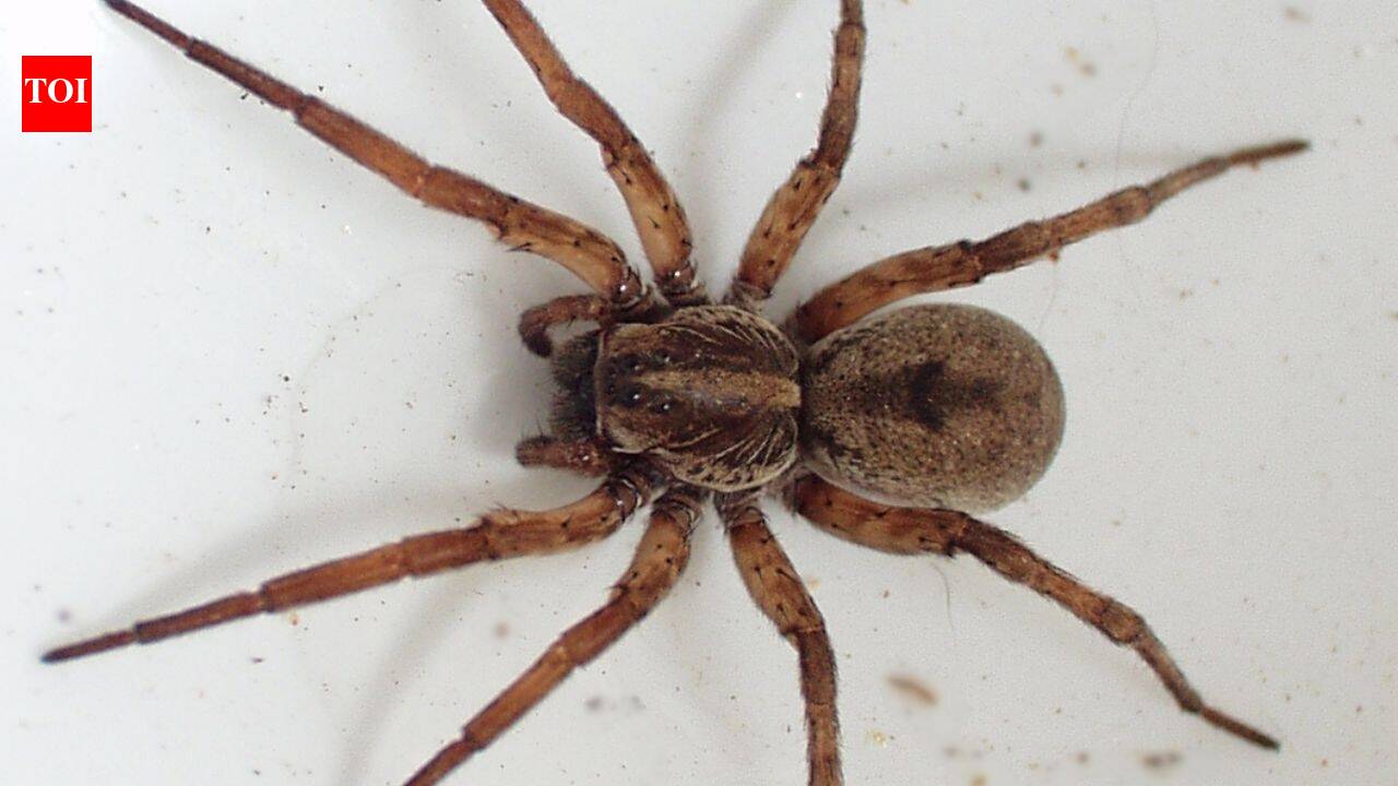 ScienceSpiders' stomach contents can reveal which insects and animals are living around them