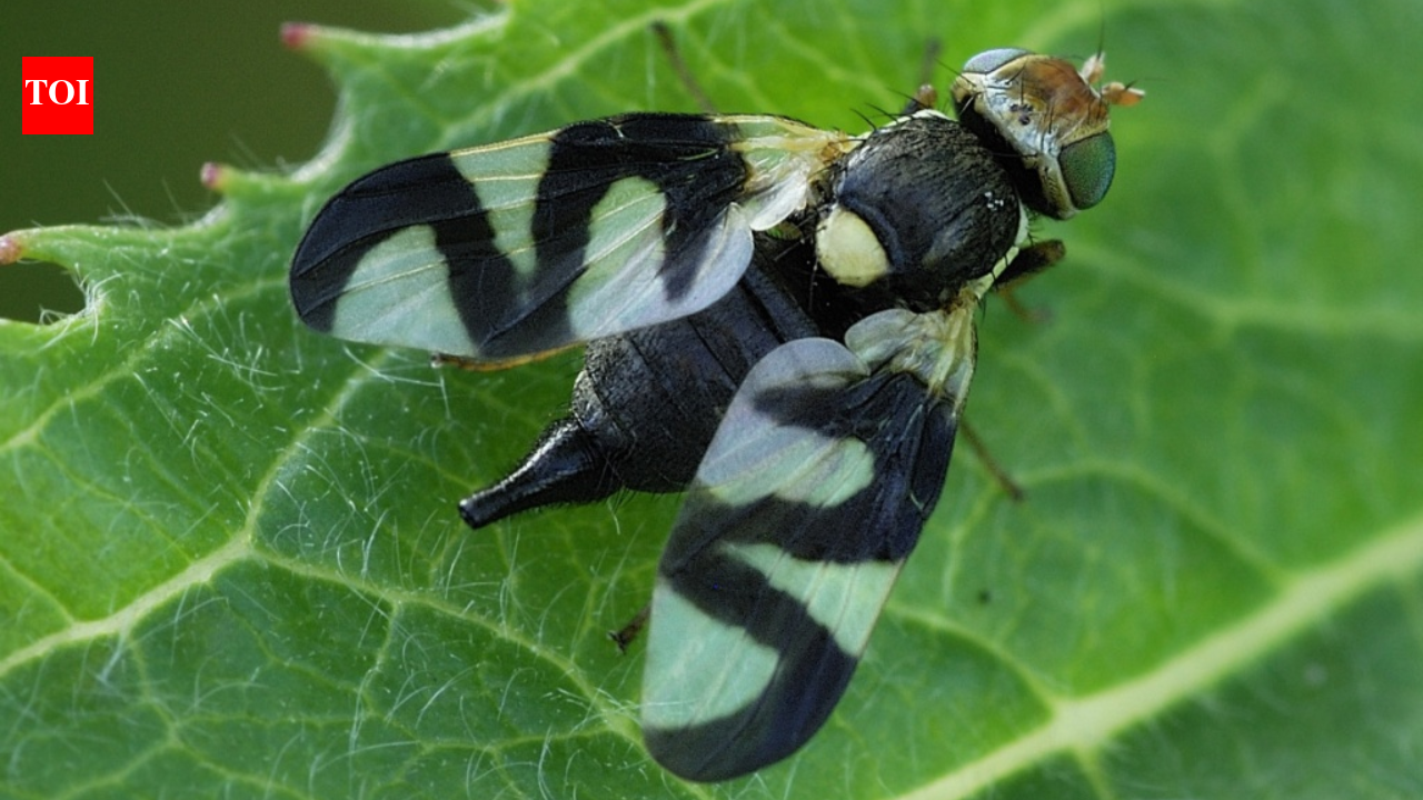 Montana’s weed-control fly was linked to 3x more hantavirus-positive mice