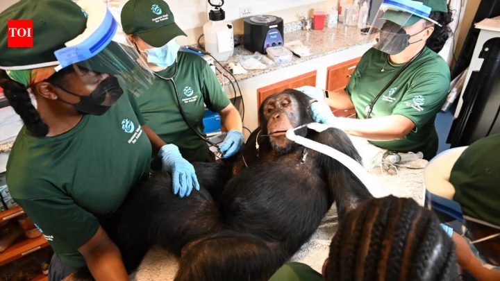 Rest of World'Second chance': Chimps used in hepatitis B experiments get health checks in Liberia