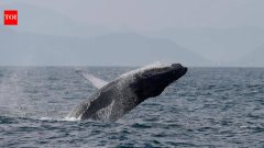 Brazil's humpback whales rebound from 2,000 to nearly 35,000 in two decades