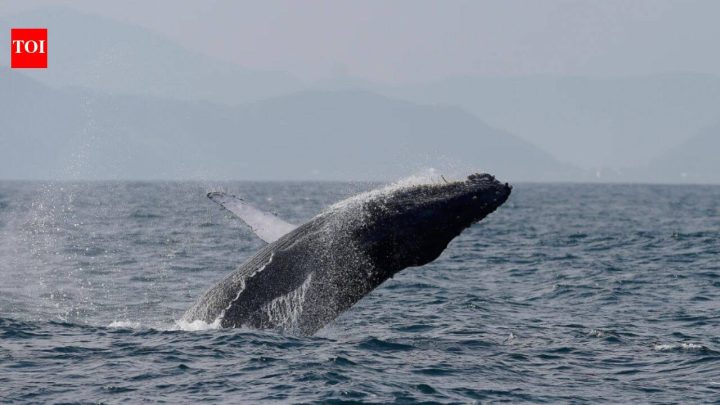 Brazil's humpback whales rebound from 2,000 to nearly 35,000 in two decades