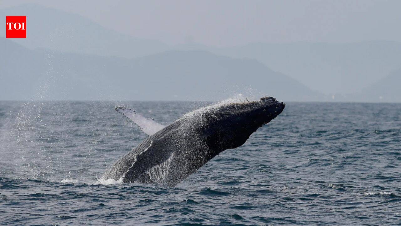 Brazil's humpback whales rebound from 2,000 to nearly 35,000 in two decades