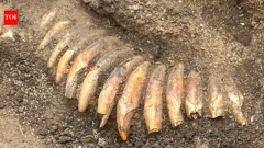 Poland grave reveals man buried with 2 severed heads, 42 animal teeth