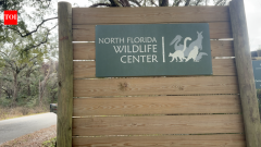 Florida wildlife centre brings endangered lemurs to help restore Madagascar forest