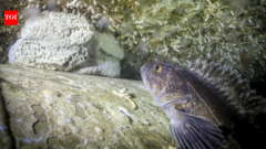 Canada sank a retired warship; 5 years later, 170 marine species lived on it