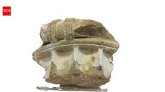 German tourist returns 2,400-year-old Olympia relic more than 50 years later