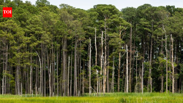 USTennessee siblings turned 852-acre family property into protected conservation land