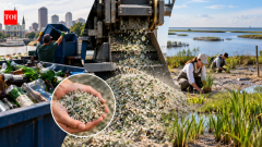 USNew Orleans turns 12 million pounds of glass into sand to rebuild wetlands
