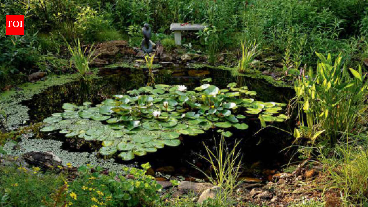 Virginia teen dug pond for school project; 9 years later, wildlife thrives