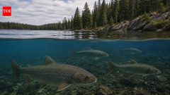 Scientists lowered Ontario lake pH for 17 years; trout still haven't recovered