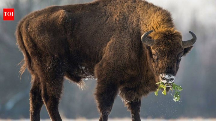 Kansas brought back 30 bison; native plant richness later rose over 100%