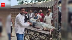 IndiaNepal floods bring 'unusual' fish to Bihar, govt warns people not to eat or sell them