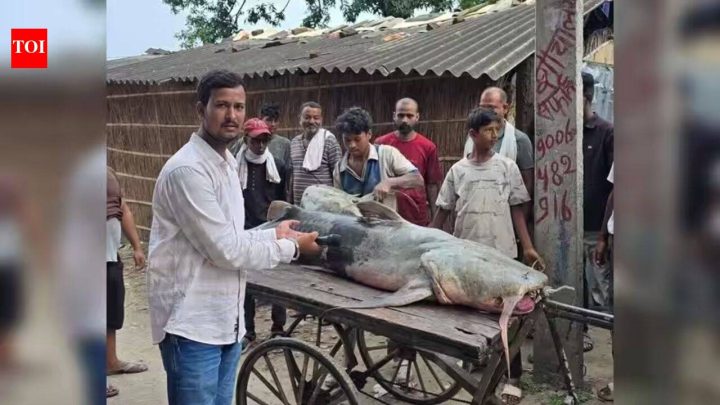 IndiaNepal floods bring 'unusual' fish to Bihar, govt warns people not to eat or sell them