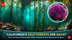 California removed millions of purple urchins; 55 acres of kelp forest returned