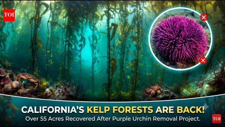 California removed millions of purple urchins; 55 acres of kelp forest returned