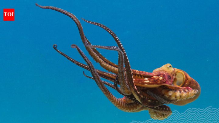 Tech NewsGoogle cofounder Larry Page’s wife’s company has donated over $120m in ocean projects