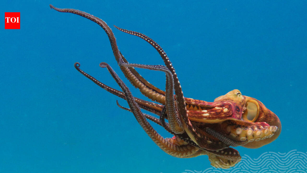 Tech NewsGoogle cofounder Larry Page’s wife’s company has donated over $120m in ocean projects