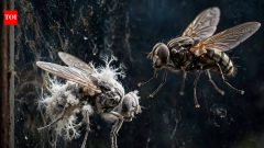 ScienceZombie fungus uses dead female flies to infect healthy flies using spores