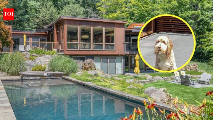 New York couple bought $1.825m home for their dog, then spent $2m renovating it