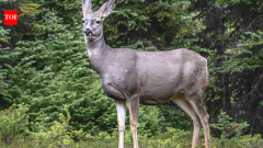Judge orders cull of 2,500 mule deer introduced to Catalina Island in 1920s