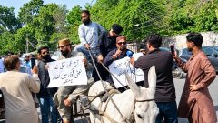 PTI MPA Rides Donkey Carts to Sindh Assembly in Protest Over Fuel Prices