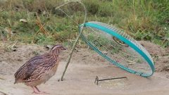 KP Announces Quail Trapping Season