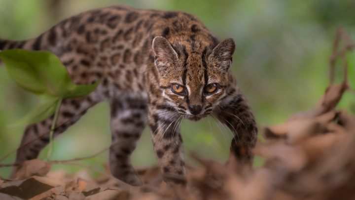 New cat species found, first in more than 100 years