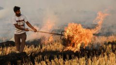 Punjab Tightens Action Against Rice Residue Burning
