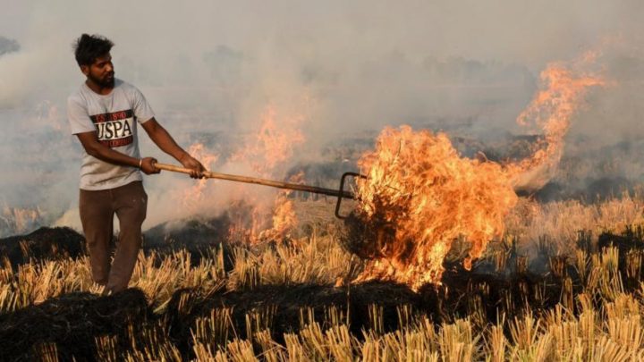 Punjab Tightens Action Against Rice Residue Burning