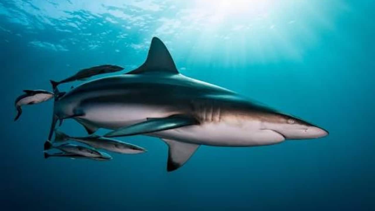 Govt Launches 10-Year Shark Conservation Plan