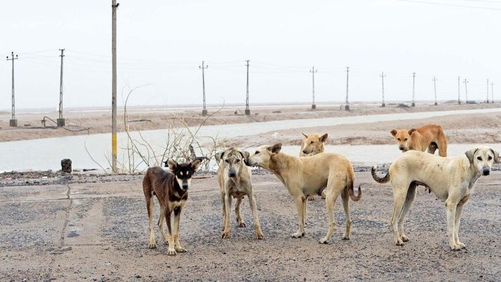 Islamabad High Court Asked to Act Over Stray Dog Culling Ban Violations