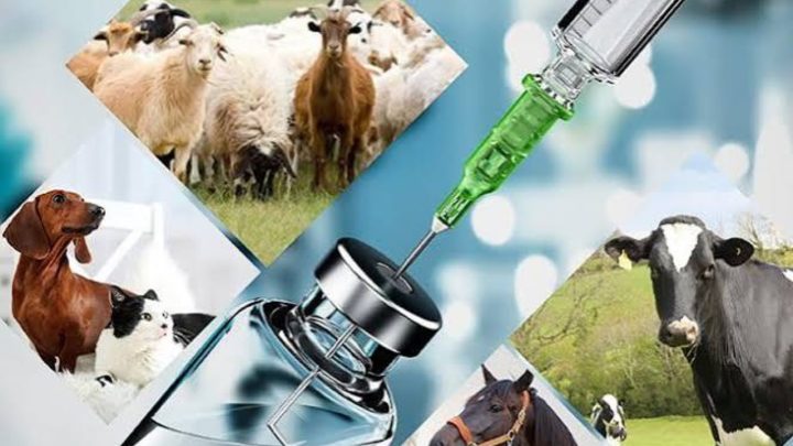Punjab Issues Alert Over Veterinary Medicine Batch