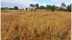 Farmers Threaten to Skip Wheat Sowing Without Rs. 5,000 Support Price