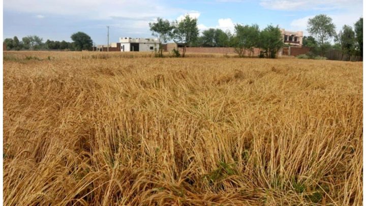 Farmers Threaten to Skip Wheat Sowing Without Rs. 5,000 Support Price