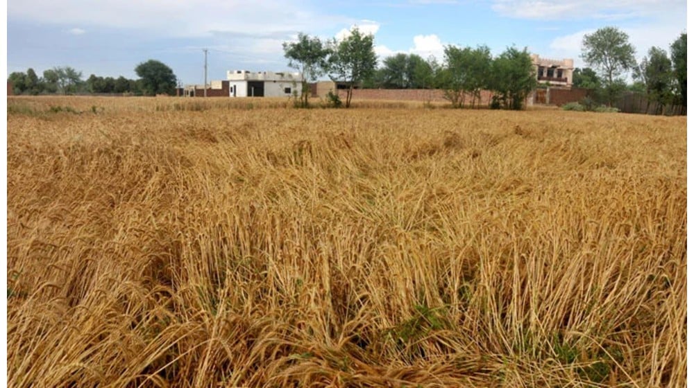 Farmers Threaten to Skip Wheat Sowing Without Rs. 5,000 Support Price