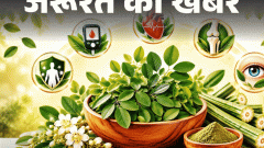 जरूरत की खबर- सहजन के पत्ते हैं ‘सेहत का खजाना’: ब्लड शुगर करे कंट्रोल, पाचन रखे दुरुस्त, डॉक्टर से जानें इसे खाने का सही तरीका1:32Play video