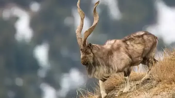 Trophy hunting permit auctions in KP fetch $1.21m, 'highest-ever in Pakistan's history'