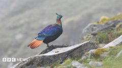 A beautiful Himalayan bird is changing its voice due to human activity, research shows