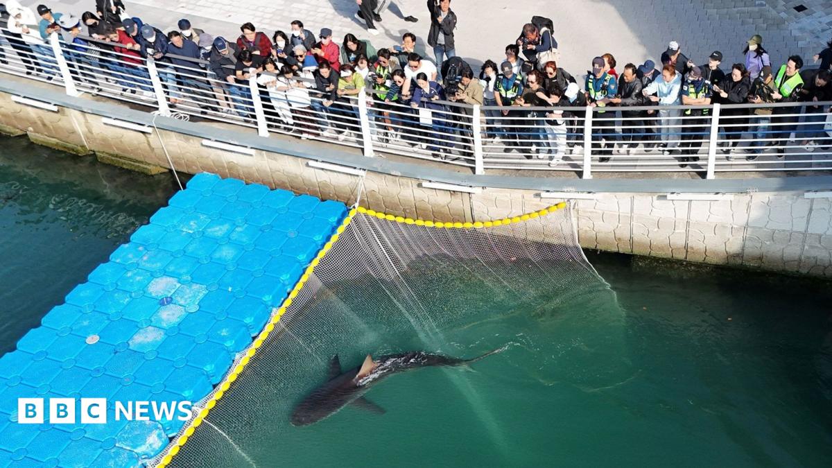 Celebrity shark guided out of South Korea canal refuses to swim out to sea