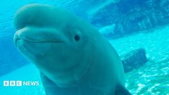 The uncertain future of Canada's 30 rescued belugas