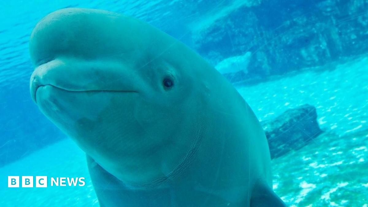 The uncertain future of Canada's 30 rescued belugas