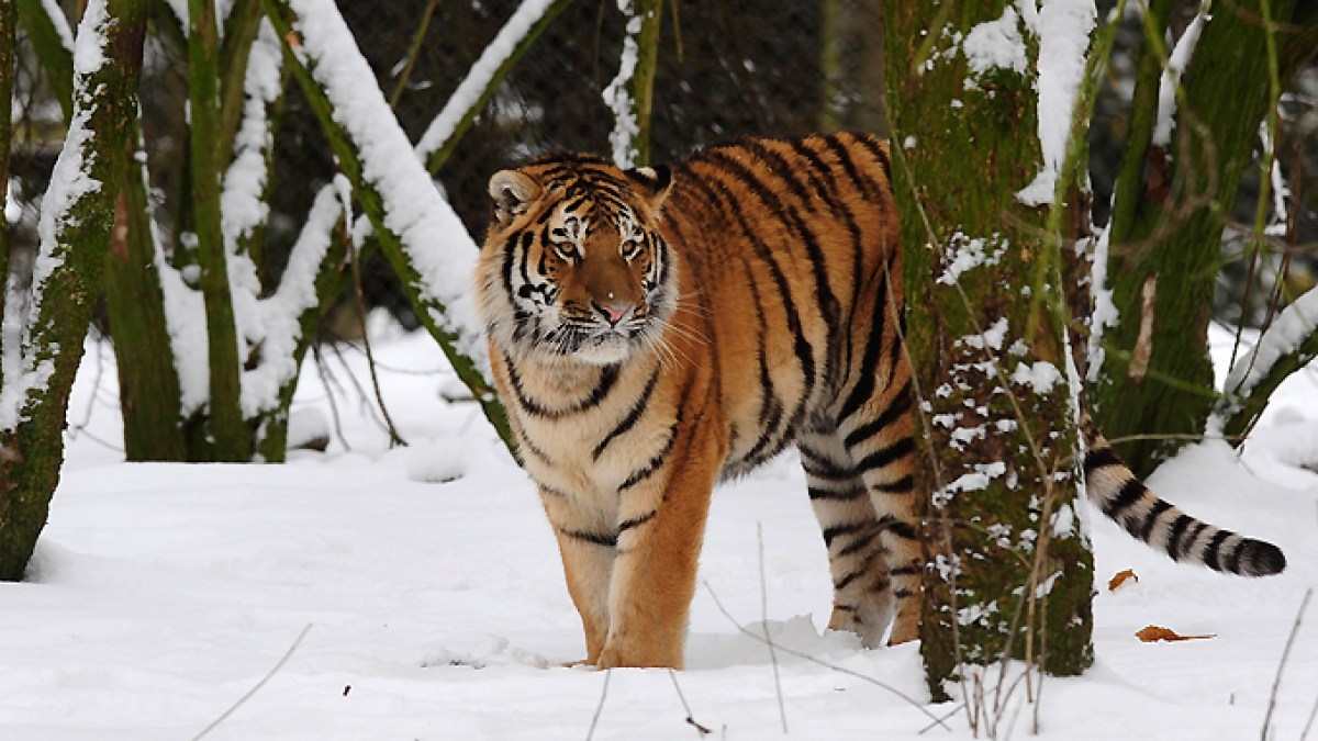Man dies after entering tiger enclosure at England wildlife park