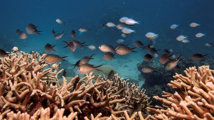 Almost all shallow-water coral reefs now face extinction risk, study warns